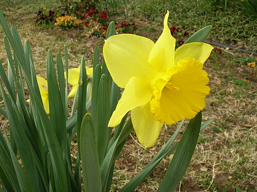 黄色いスイセンの花