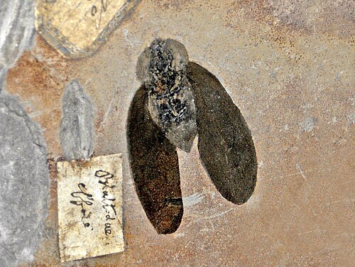 フランスの石炭紀の岩石で発見されたゴキブリ