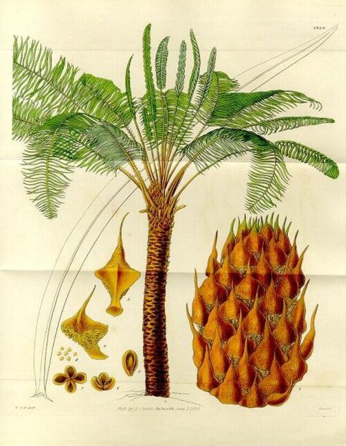 ソテツ（Cycas circinalis）の形態、葉、生殖器官