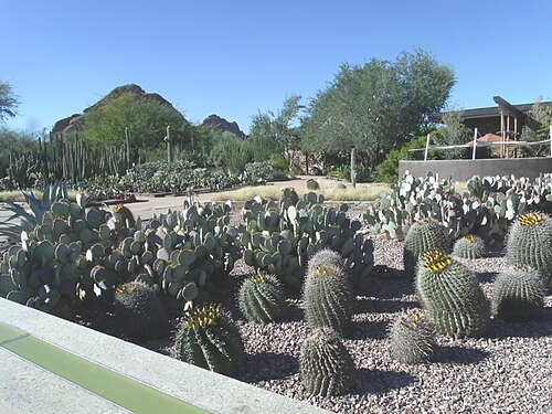 フェニックスの砂漠植物園に展示されているさまざまな種類のサボテン