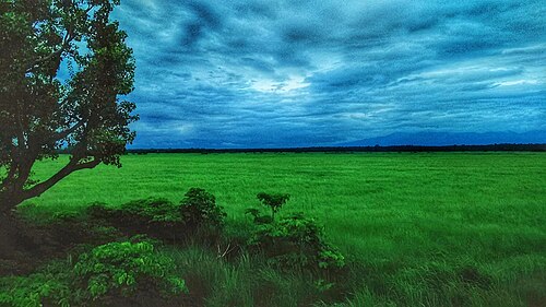 曇り空の下の草原