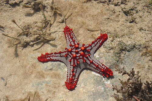 Protoreaster lincki、Oreasteridae