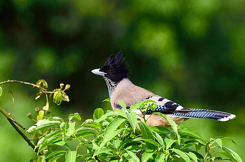 ヒマーチャル州ガル寺院近くのカケス