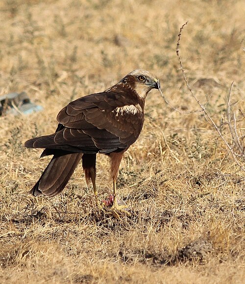 獲物を捕らえたチュウヒ、インド