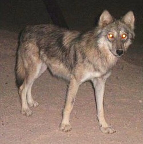 夜に目が光るオオカミの画像