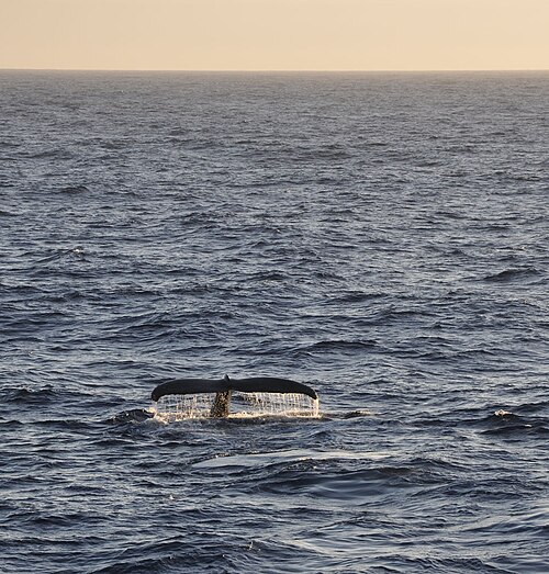 ザトウクジラはドレーク海峡でよく見られる。