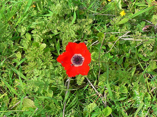 元の写真のアスペクト比は1.333で、花はフレームのごく一部しか占めていない。