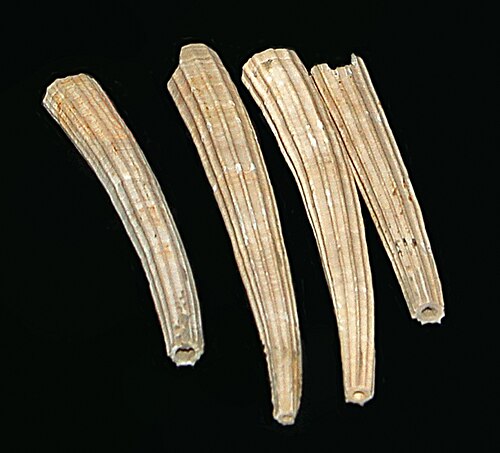 デンタリウム属の化石。鮮新世