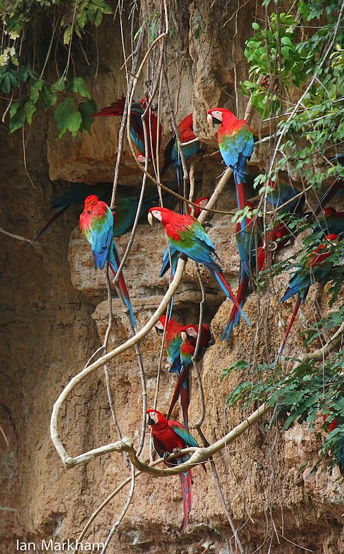 緋色のコンゴウインコが飾られた粘土の舐め場