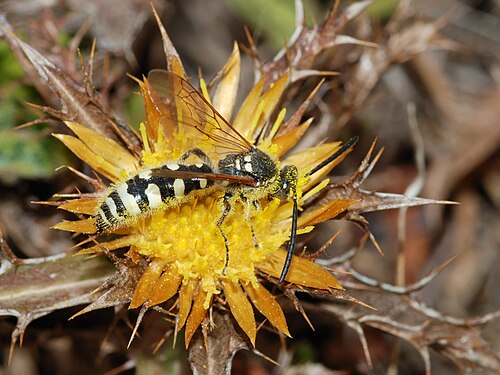 Colpa sexmaculata オス