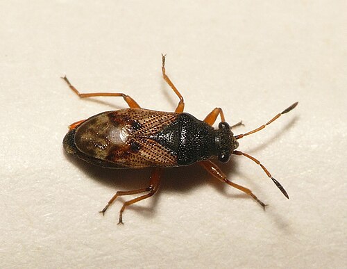 虫（Acompus rufipes）