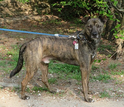 希釈遺伝子がない場合の比較：黒と薄茶色のブリンドル犬