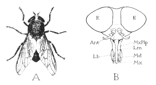 Tabanus atratusの顔の特徴の図