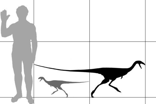 リムサウルスと人間の大きさを比較した図
