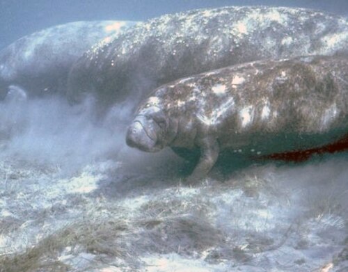 海底を泳ぐ3頭のマナティーの水中写真