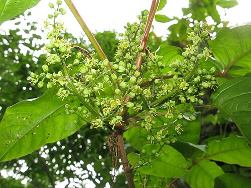 雄花