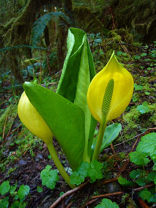 森林の地面から生える、黄色い花を咲かせる明るい緑の植物