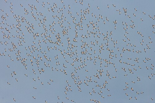 遠くに飛ぶ鳥の小さなシルエットが浮かぶ青い空