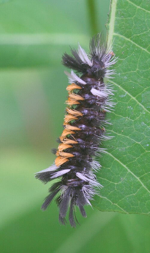 Euchaetes egle の終齢幼虫