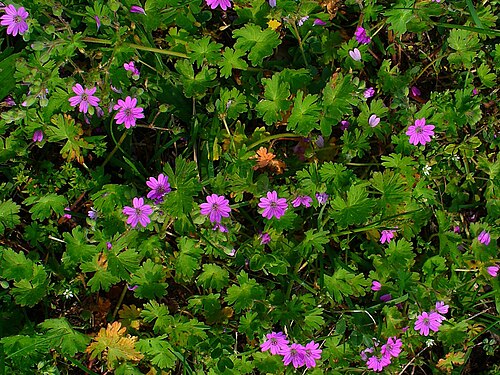 ゼラニウム・モールの植物