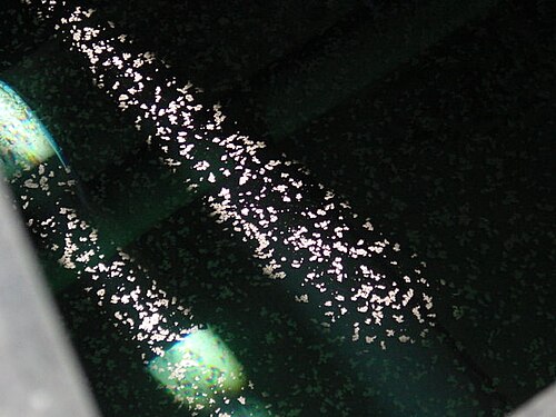 カーピンテリア貯水池の水面に浮かぶ方解石の筏の写真