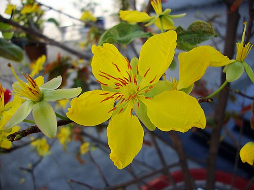 5枚の花びらを持つ舞花