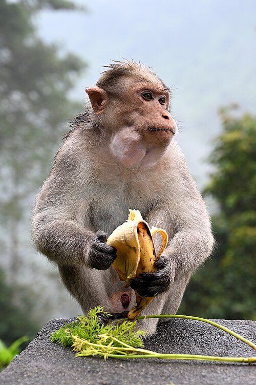 ボンネットマカク（Macaca radiata）