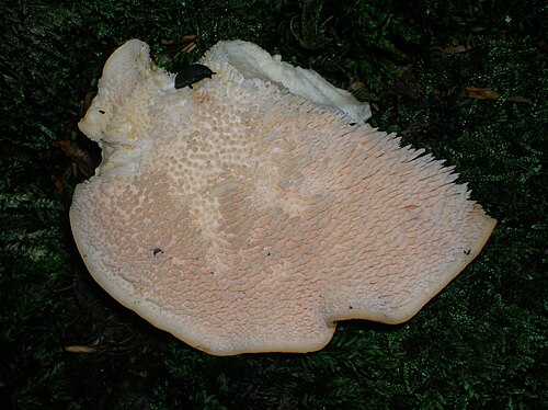 ギフォードランドに生息するハリネズミタケ（Hydnum repandum）。