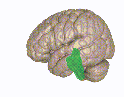 平均的な人間の脳における脳幹の3D可視化