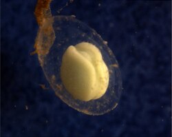 暗い背景の前に、ゼラチン状のカプセルに入ったクリーム色の卵。
