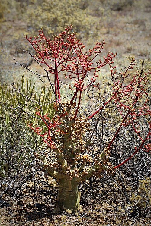 花序は、植物が落葉する晩春から真夏にかけて咲く。