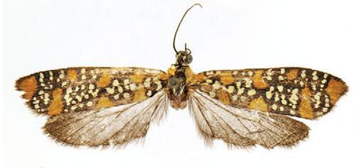Atteva microsticta は現在 Atteva aurea の同義語と考えられている