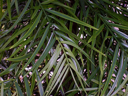 A. falcatus の長い披針形の葉。