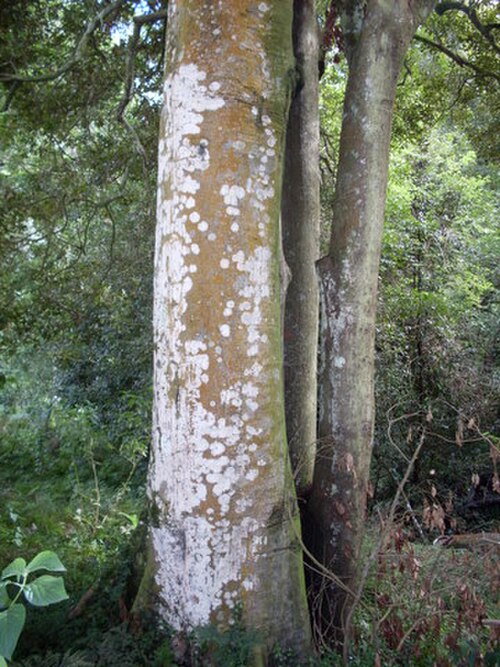 ワタガンズ国立公園近くの私有地に生息する大型の Diploglottis australis