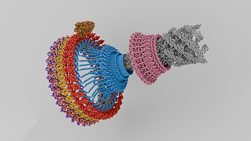 細菌べん毛モーターアセンブリ