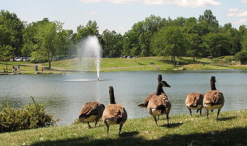 ガチョウが公園を自分たちのものにした