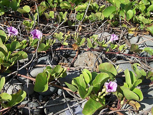 ベフコ デ プラヤ (Ipomoea pes-caprae)