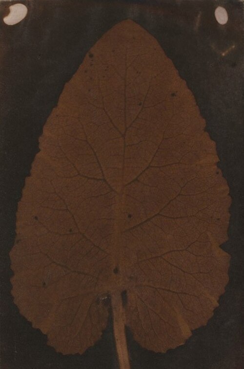 キランの葉