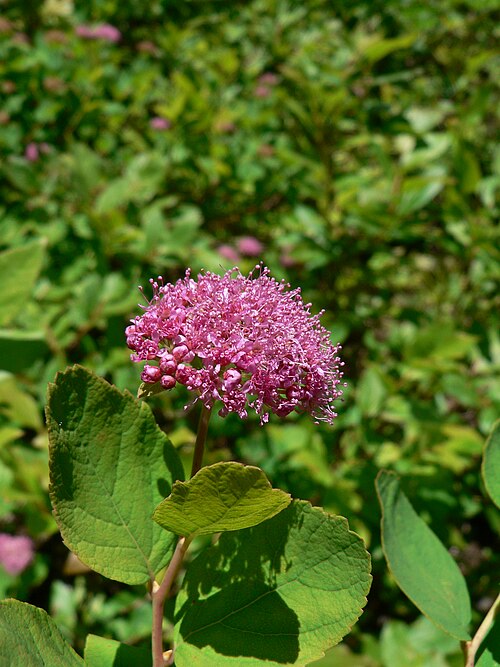 ローズメドウスイート（Spiraea splendens）