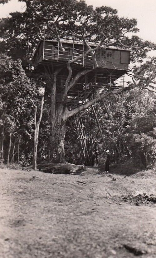 1935 年の Treetops の状況