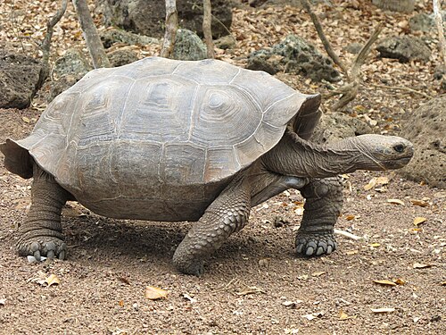 チャタメンシス亜種のカメは、わずかに鞍型の甲羅を持つ。