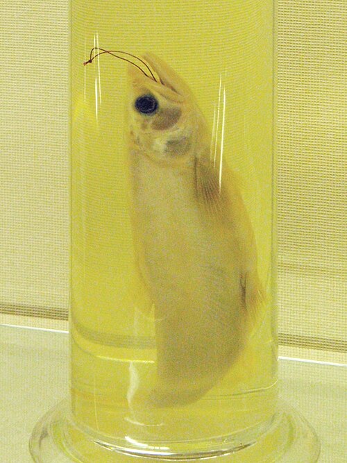 保存された標本
