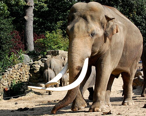 アジアゾウ