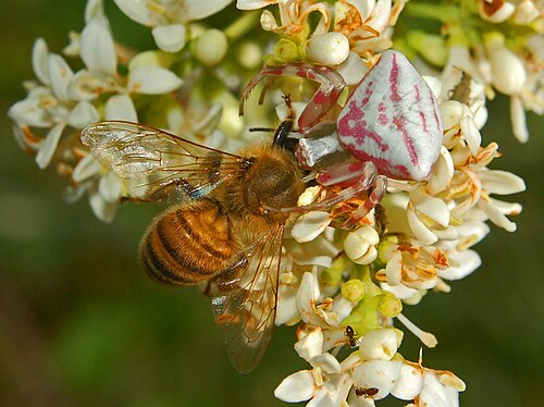 セイヨウミツバチを狩るThomisus onustus