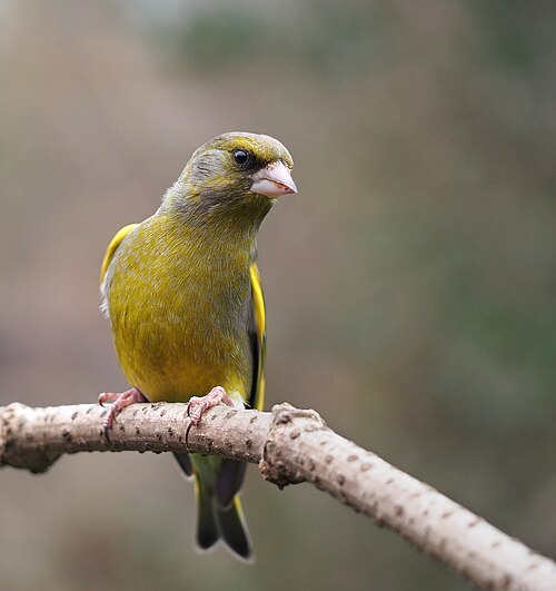 ヨーロッパアオカワラヒワ（学名：Chloris chloris）