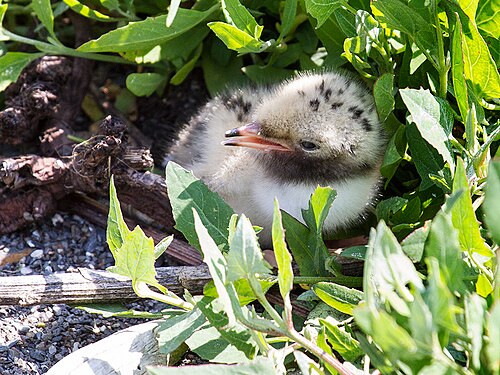 メイン州沖の島にいるヒナ