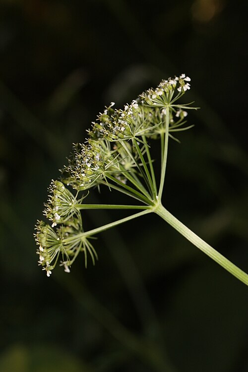 ツガパセリの複散形花序 Conioselinum pacificum (セリ科)