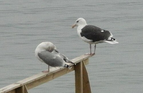 Larus marinus と Larus argentatus 一緒に、エーレスンド