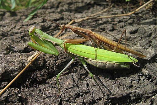 カマキリの交尾（茶色のオス、緑色のメス）