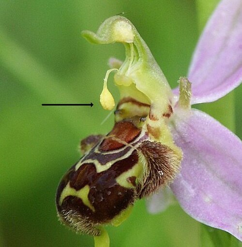 オオバナヒメドリの花粉塊